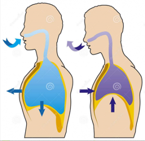 Proper Breathing to Oxygenate the Brain and to Relax the Body - The ...